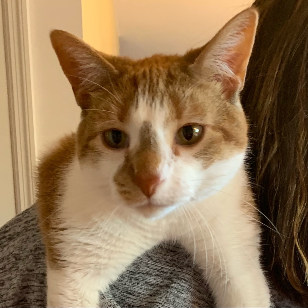 Meet your Posher, Angie